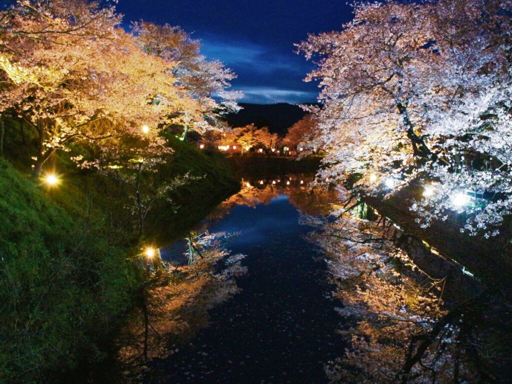 鹿野城跡公園の夜桜